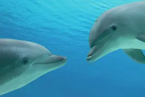 Bottlenose: Common Bottlenose Dolphin - two facing each other