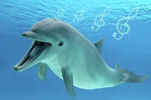 Speaking: Common Bottlenose Dolphin, with mouth open, underwater blowi
