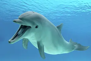 Bottlenose: Common Bottlenose Dolphin - with mouth open