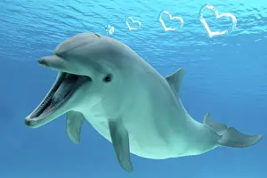 Speaking: Common Bottlenose Dolphin, with mouth open, underwater with