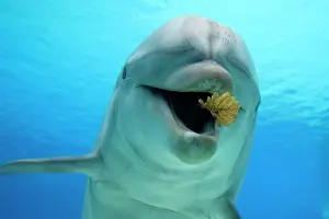 Common Bottlenose Dolphin - playing with leaf