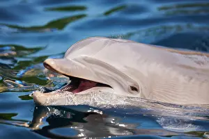 Truncatus: Common bottlenose dolphin (Tursiops truncatus) or