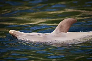 Truncatus: Common bottlenose dolphin (Tursiops truncatus) or