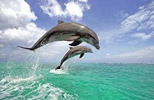 Truncatus: Common Bottlenose Dolphin (Tursiops truncatus)