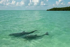 Truncatus: Common Bottlenose Dolphin (Tursiops truncatus)