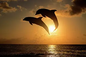Truncatus: Two Common Bottlenose Dolphins (Tursiops truncatus)