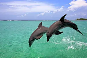 Truncatus: Two Common Bottlenose Dolphins (Tursiops truncatus)