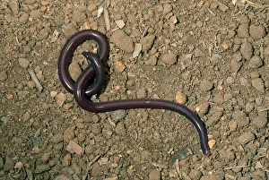 Brahminy: Common / Brahminy Blind Snake