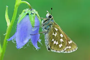 Holarctic: Common Branded Skipper Silver-spotted Skipper Holarctic