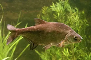 Carp: Common Bream
