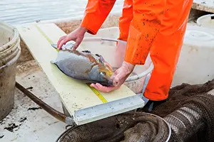 Terra: Common Bream