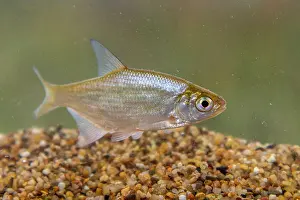 Bream: Common Bream