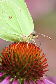 Brimstone: Common Brimstone