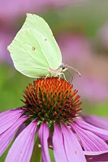 Brimstone: Common Brimstone