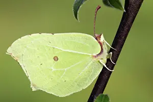 Brimstone: Common Brimstone