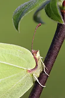 Brimstone: Common Brimstone