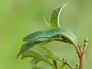 Brimstone: Common Brimstone