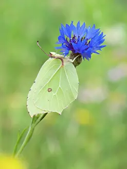 Brimstone: Common Brimstone