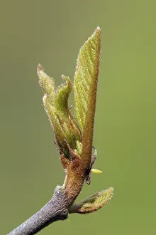 Brimstone: Common Brimstone