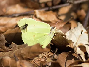 Brimstone: Common Brimstone