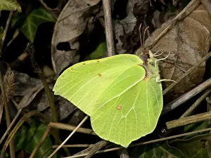 Brimstone: Common Brimstone