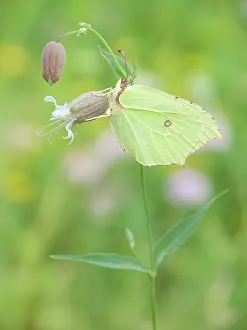 Brimstone: Common Brimstone