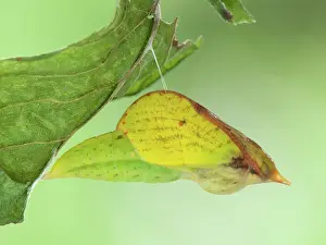 Brimstone: Common Brimstone