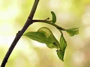 Brimstone: Common Brimstone