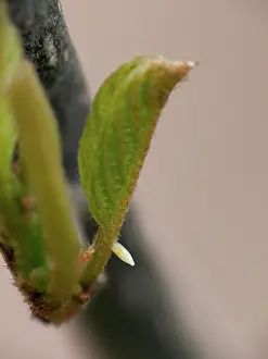 Brimstone: Common Brimstone
