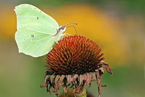 Brimstone: Common Brimstone