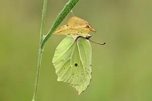 Brimstone: Common Brimstone