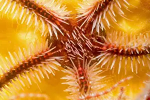 Echinodermata: Common brittle-star (Ophiothrix fragilis) detail