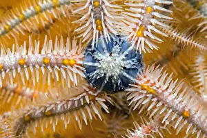 Echinodermata: Common brittle-star (Ophiothrix fragilis) detail