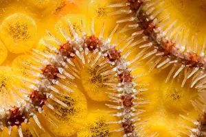 Echinodermata: Common brittle-star (Ophiothrix fragilis) detail