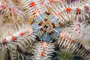 Echinodermata: Common brittle-star (Ophiothrix fragilis) detail