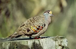 Phaps: Common BRONZEWING