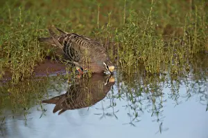 Phaps: Common Bronzewing