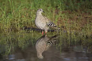 Phaps: Common Bronzewing