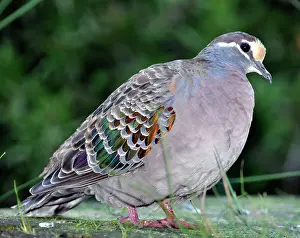 Phaps: Common Bronzewing / Dove