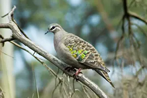 Phaps: Common Bronzewing female