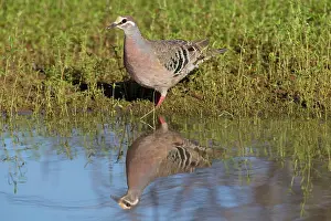 Mulga: Common Bronzewing - by pool in mulga country near Ti Tree