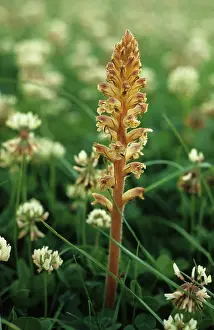 Clover: Common Broomrape (Orobanche minor)