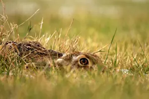 Fear: Common / Brown Hare