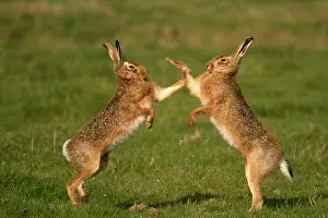 Boxing: Common / Brown Hare
