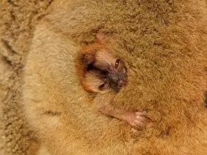 Eulemur: Common Brown Lemur