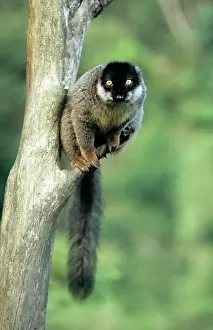 Eulemur: Common Brown LEMUR - endemic