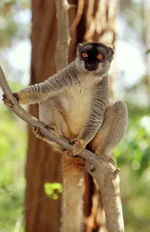 Eulemur: Common Brown LEMUR - endemic