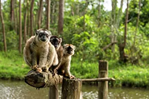 Eulemur: Common Brown Lemurs