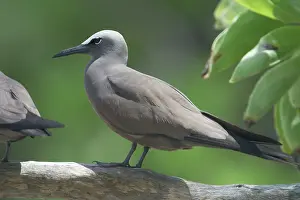 Keeling: Common / Brown Noddy Tern - At Pulu Keeling National Park