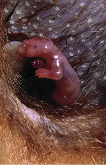 Birth: Common Brush-tail Possum - baby suckling in pouch